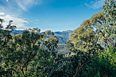 Sunny tranquil view trees and mountain Australia