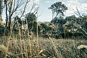 Wildflowers growing among trees