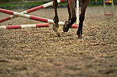 Horse hooves kicking up dirt in paddock