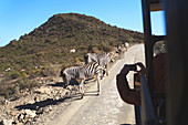 Safari vehicle driving by zebras on sunny road