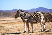 Zebras on sunny wildlife reserve