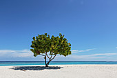 Single tree on tranquil remote ocean beach under blue sky