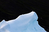 Birds perched on iceberg Greenland