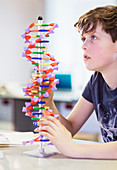 Curious boy examining DNA model in classroom