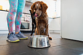 Woman feeding dogs in kitchen