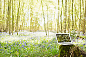 Friends video chatting on laptop screen in idyllic woods