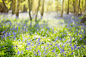 Bluebell flowers growing in sunny idyllic woods