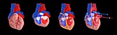 Human heart circulatory and electrical system, illustration