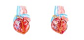 Human heart and its electrical system, illustration