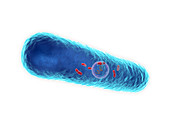 Legionella pneumophila, illustration