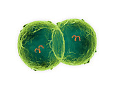 Meningitis bacterium, illustration