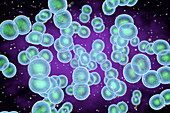 Staphylococcus epidermidis bacteria, illustration