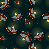 Firefly, illustration