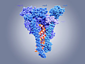 RNA-dependent RNA polymerase molecule