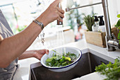 Woman washing salad greens and herbs