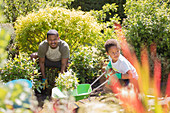 Father and son gardening in sunny summer garden