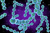 Staphylococcus pneumoniae bacteria, illustration
