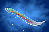 Strongyloides nematode, illustration