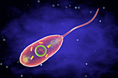 Cholera bacterium, illustration