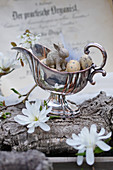 Easter eggs and bunny in silver sauce boat, magnolia and serviceberry flowers