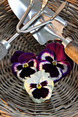 Pansies and gardening tools in flat wicker basket