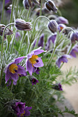 Blooming pasqueflower in spring