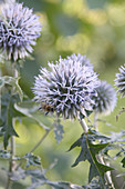 Biene auf Blüte von Kugeldistel
