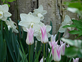 Narcissus 'Snowboard' and lily-flowered tulip 'Grace Kelly'