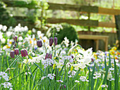 Blumenwiese im Frühling mit Schachbrettblumen, Narzissen 'Thalia' und Wiesenschaumkraut
