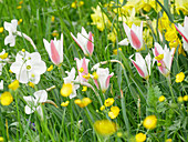 Blumenwiese im Frühling mit Damen-Tulpe 'Clusiana', Narzissen und Hahnenfuß