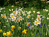 Blumenwiese im Frühling mit Narzissen und Traubenhyazinthen