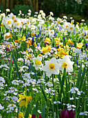 Narcissus, lady's smock, grape hyacinths and snake's head fritillaries in field of flowers in spring