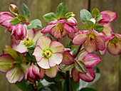 Schneerose (Helleborus x glandorfensis Ice'n Roses) 'Dark Picotee'