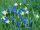 Narcissus 'Elka' and squills in field of flowers in spring