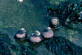 Black turban snails