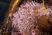 Coral weed