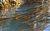 Winged kelp