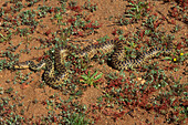 San Diego gopher snake