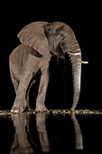 African bush elephant drinking at night