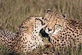 Cheetah male coalition allogrooming