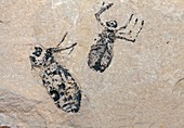 Fossil dragonfly nymphs
