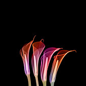 Calla lilies (Zantedeschia sp.), X-ray