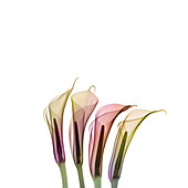 Calla lilies (Zantedeschia sp.), X-ray