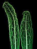 Kale (Brassica oleracea var. palmifolia), X-ray