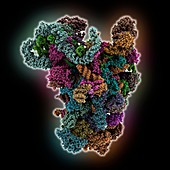 Yeast 90S preribosome, illustration