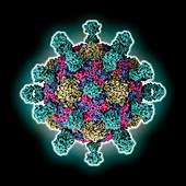 Poliovirus 1 Mahoney capsid, illustration