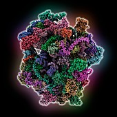 Human mitochondrial ribosome complex, illustration