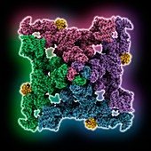 Ryanodine receptor complex, illustration