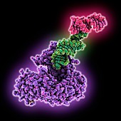 Nucleolar protein Nop9 complexed with RNA, illustration