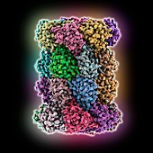 20S proteasome, illustration